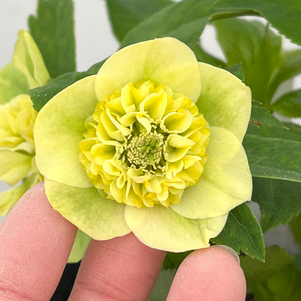 加藤農園さんのクリスマスローズ：26-03モーリー／4.5号ポット【現品販売】