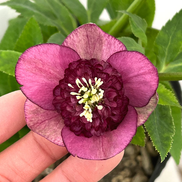 加藤農園さんのクリスマスローズ：26-04アンティークモーリー／4.5号ポット【現品販売】