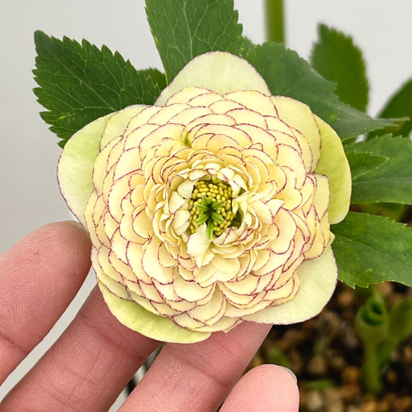 加藤農園さんのクリスマスローズ：26-05リトルアフロディーテ／4.5号ポット【現品販売】