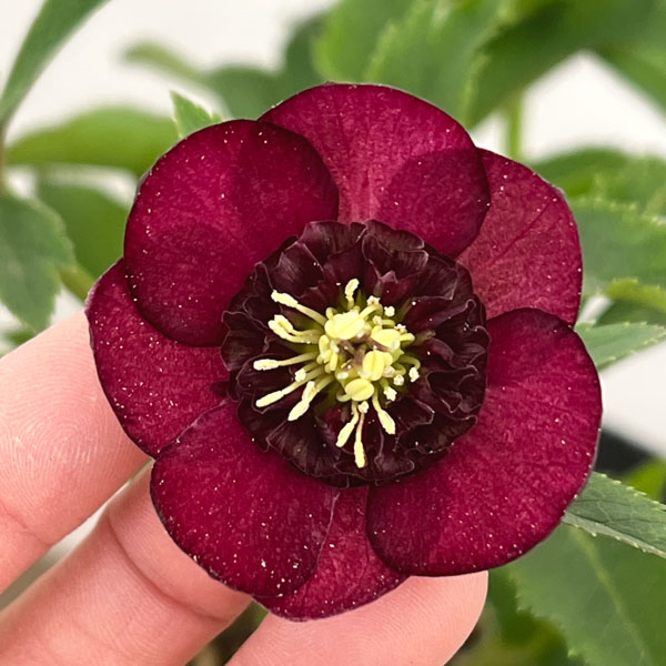 加藤農園さんのクリスマスローズ：26-06グロッシーカラー／4.5号ポット【現品販売】