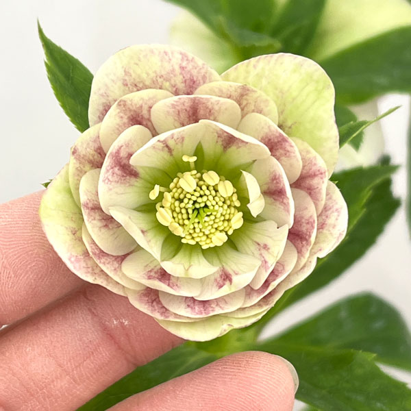 加藤農園さんのクリスマスローズ：26-08プリマヴェーラ／4.5号ポット【現品販売】