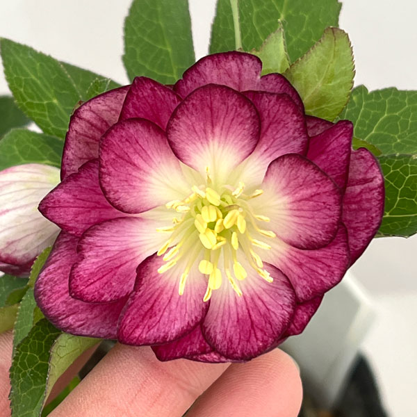 加藤農園さんのクリスマスローズ：26-09グロッシーカラー／4.5号ポット【現品販売】