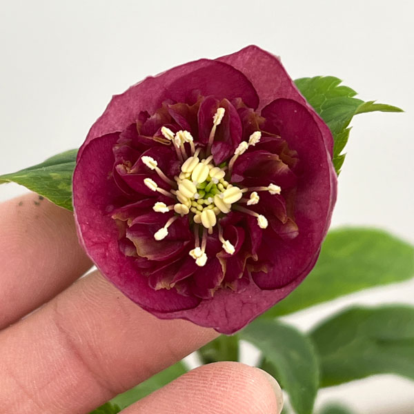 加藤農園さんのクリスマスローズ：26-10グロッシーカラー／4.5号ポット【現品販売】