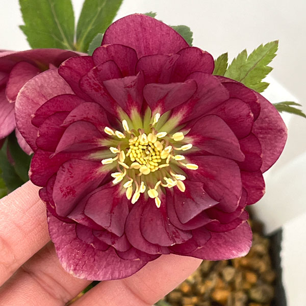 加藤農園さんのクリスマスローズ：26-13ダブル／4.5号ポット【現品販売】