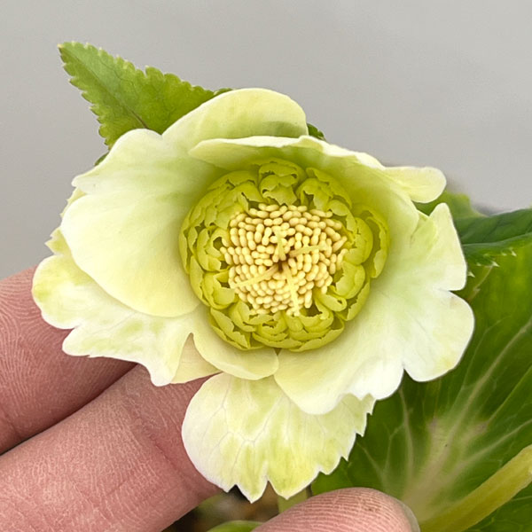 加藤農園さんのクリスマスローズ：26-14セミダブル／4.5号ポット【現品販売】