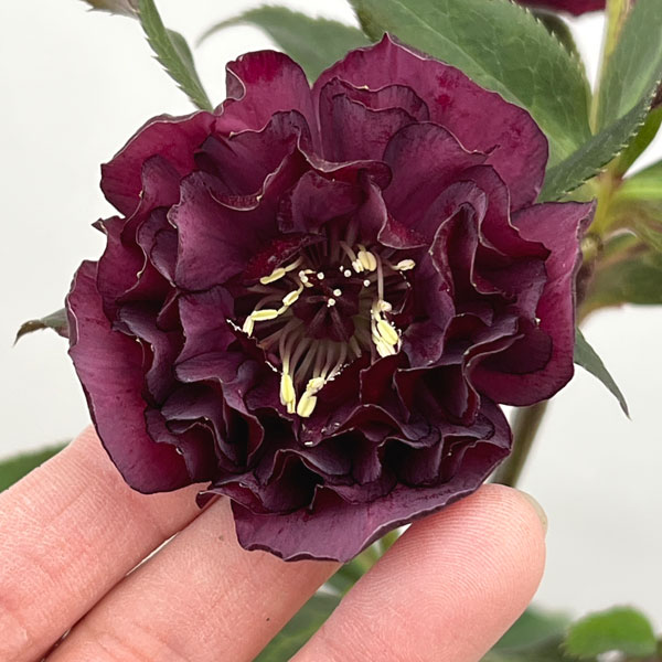 加藤農園さんのクリスマスローズ：26-17ダブル／4.5号ポット【現品販売】