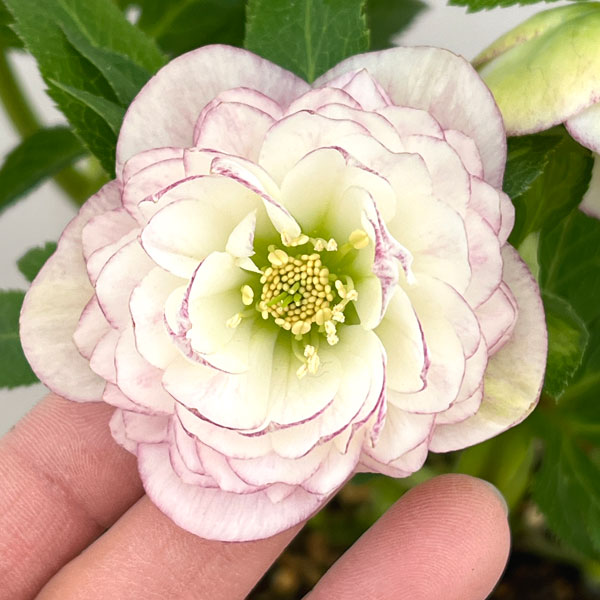 加藤農園さんのクリスマスローズ：26-18ダブル／4.5号ポット【現品販売】