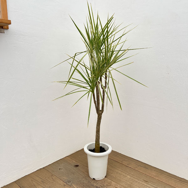 ドラセナ：コンシンネ ホワイボリー　6号鉢植え