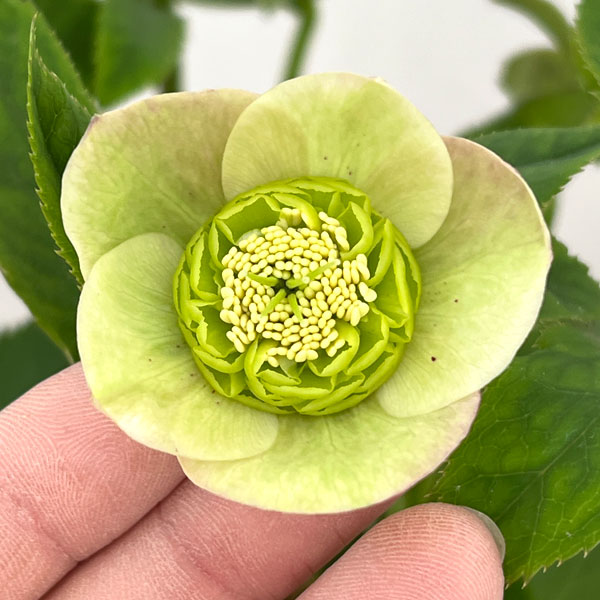 加藤農園さんのクリスマスローズ：26-20セミダブル／4.5号ポット【現品販売】