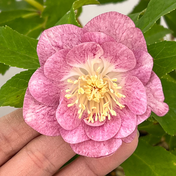 加藤農園さんのクリスマスローズ：26-23ダブル／4.5号ポット【現品販売】