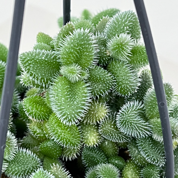 デロスペルマ：エキナツム3.5号吊り鉢