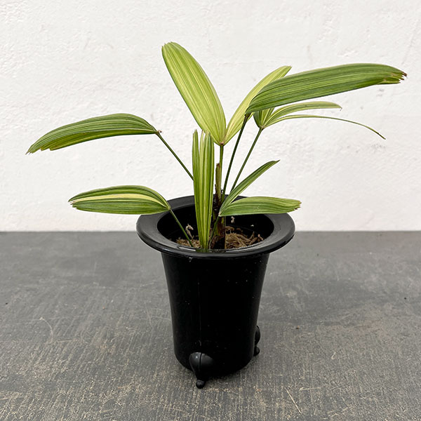 カンノンチク：綾錦(あやにしき)　3号鉢植え