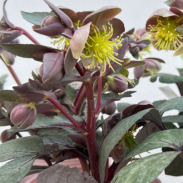 松村ナーセリーさんのクリスマスローズ（原種系）：リビダス　ミッドナイト3.5号ロングポット