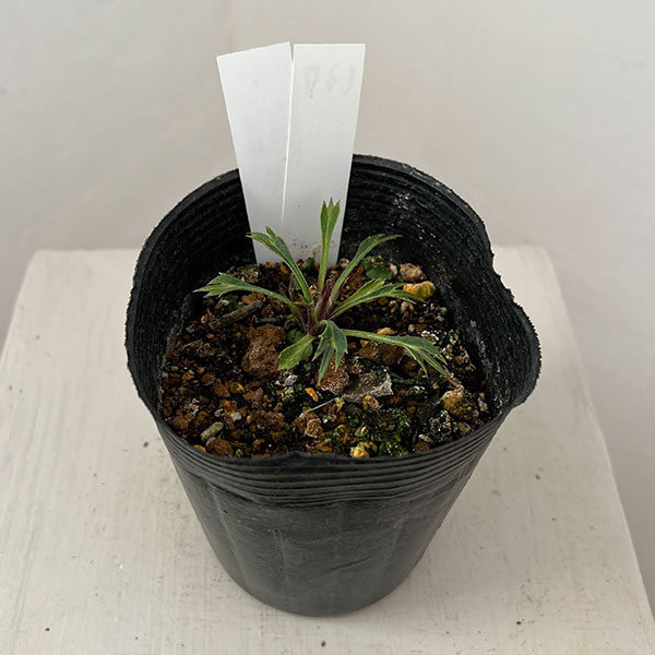 松村ナーセリーさんのクリスマスローズ（種間交雑）：26-137フェチダス×アーグチフォリウス3.5号ロングポット【現品販売】