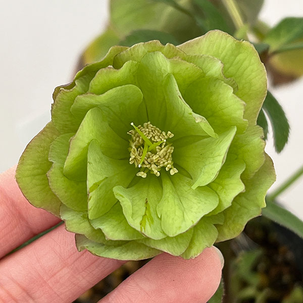 松村ナーセリーさんのクリスマスローズ：26-107オドルスダブル（原種交配）／4.5号ポット【現品販売】