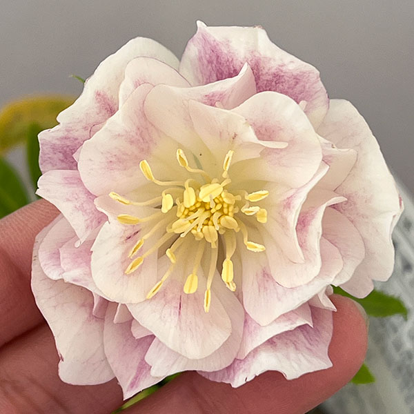 松村ナーセリーさんのクリスマスローズ：26-114ダブル　カラーゴールド／4号ポット【現品販売】