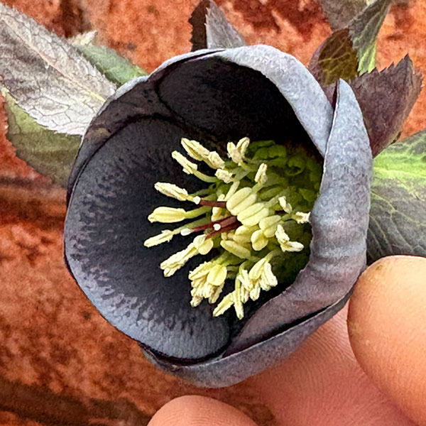 松村ナーセリーさんのクリスマスローズ：26-117灰ブロッチ／4号ポット【現品販売】