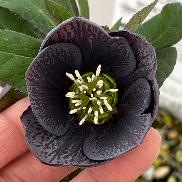 松村ナーセリーさんのクリスマスローズ：26-118灰ブロッチ／4号ポット【現品販売】