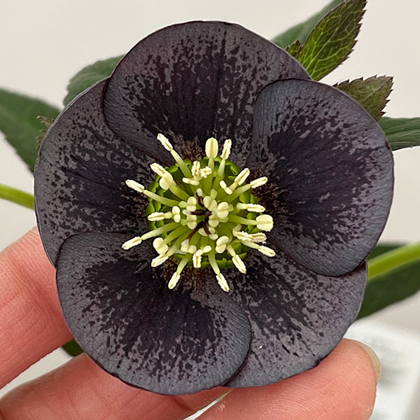 松村ナーセリーさんのクリスマスローズ：26-119灰ブロッチ／4号ポット【現品販売】