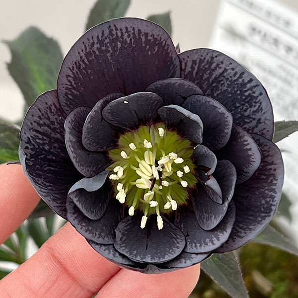 松村ナーセリーさんのクリスマスローズ：26-121ダブル灰ブロッチ／4号ポット【現品販売】