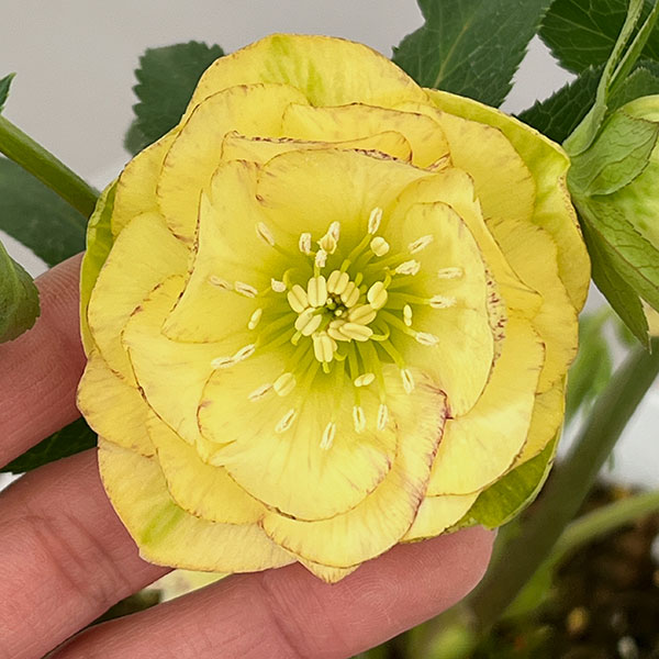 松村ナーセリーさんのクリスマスローズ：26-122ダブル　イエロー吹きかけ　多花性／5号ポット【現品販売】