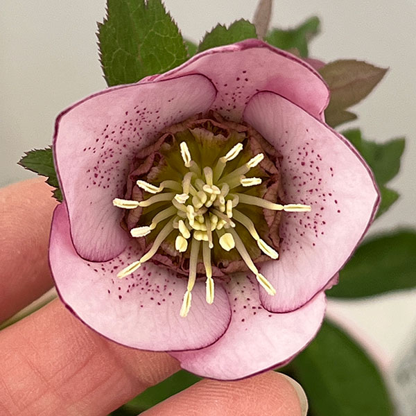 松村ナーセリーさんのクリスマスローズ：26-126シングル　フェアリーズティーカップ／3.5号ポット【現品販売】