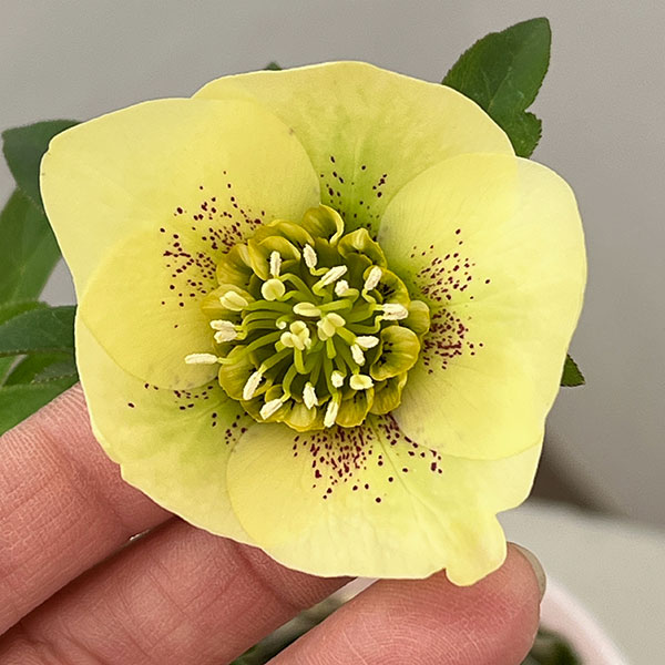 松村ナーセリーさんのクリスマスローズ：26-127セミダブル　フェアリーズティーカップ／3.5号ポット【現品販売】