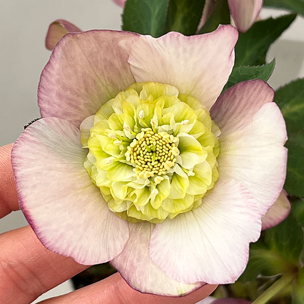 松村ナーセリーさんのクリスマスローズ：26-128セミダブル／5号ポット【現品販売】