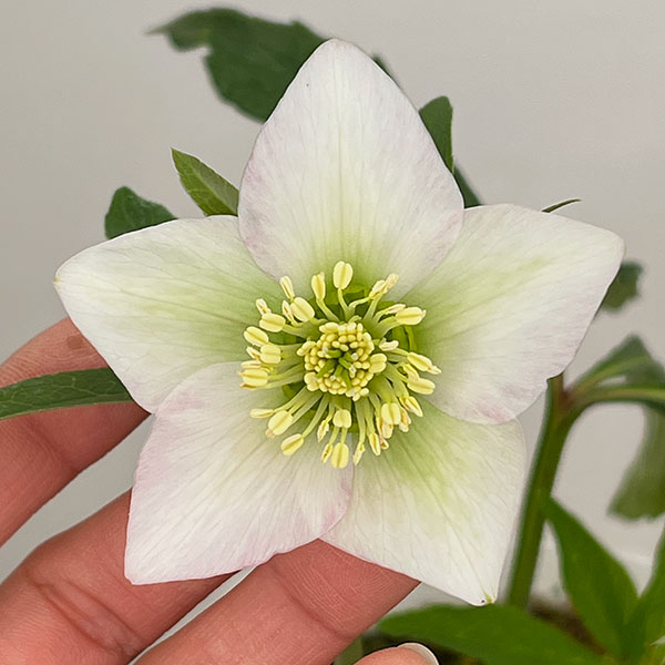 松村ナーセリーさんのクリスマスローズ：26-129シングル　のち紅らず／5号ポット【現品販売】