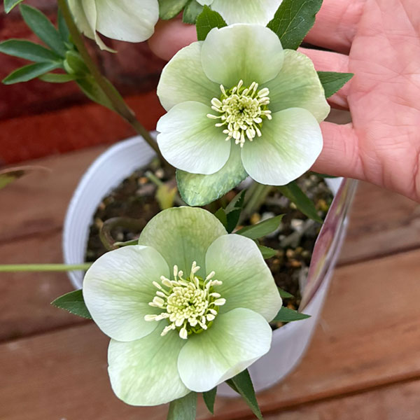 松村ナーセリーさんのクリスマスローズ：26-130シングル　のち紅らず／5号ポット【現品販売】