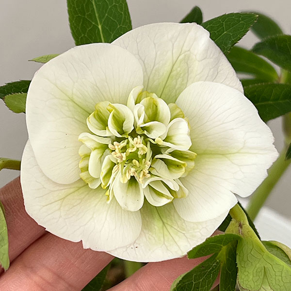 松村ナーセリーさんのクリスマスローズ：26-131セミダブル　のち紅らず／5号ポット【現品販売】