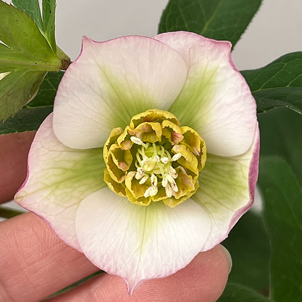 松村ナーセリーさんのクリスマスローズ：26-134セミダブル　のち紅らず／5号ポット【現品販売】