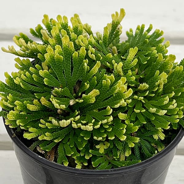 イワヒバ（イワマツ）：唐花3号ポット