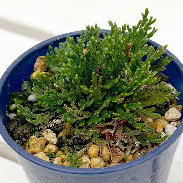 イワヒバ（イワマツ）：黒龍3号ポット