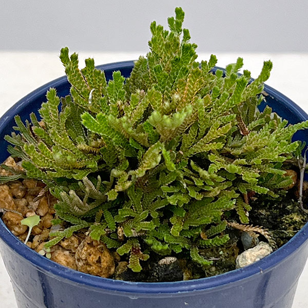 イワヒバ（イワマツ）：白寿3号ポット