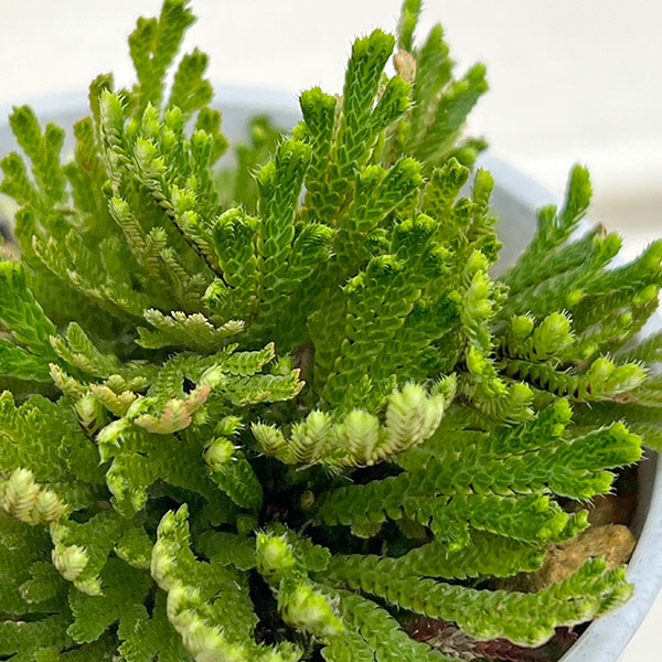 イワヒバ（イワマツ）：大王閣3号ポット