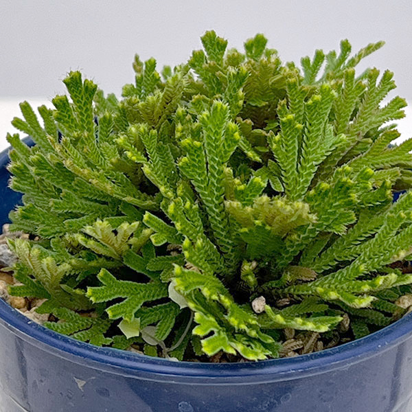 イワヒバ（イワマツ）：黄金錦3号ポット