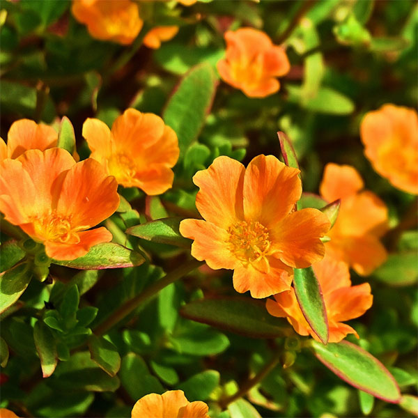 [26年4月上旬予約]ポーチュラカ：ラヴァ　オレンジ3.5号ポット