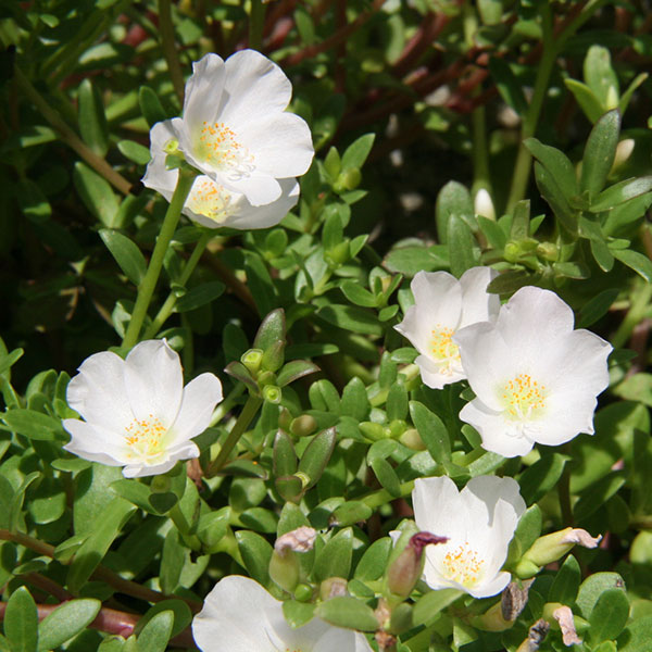 [26年4月上旬予約]ポーチュラカ：ラヴァ　ホワイト3.5号ポット