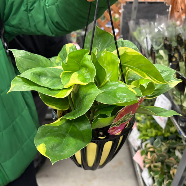 [26年3月中下旬予約]ポトス：AWドリーム　5号吊り鉢