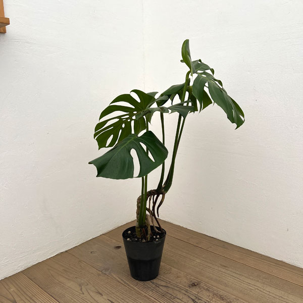 モンステラ：根上がり　6号ポット26-01