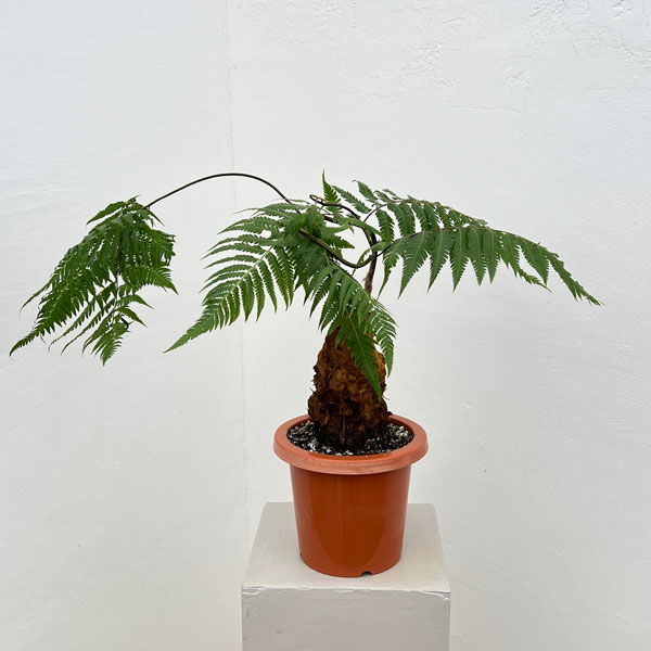 タカワラビ：キンモウコウ　セレクト　6号鉢植え