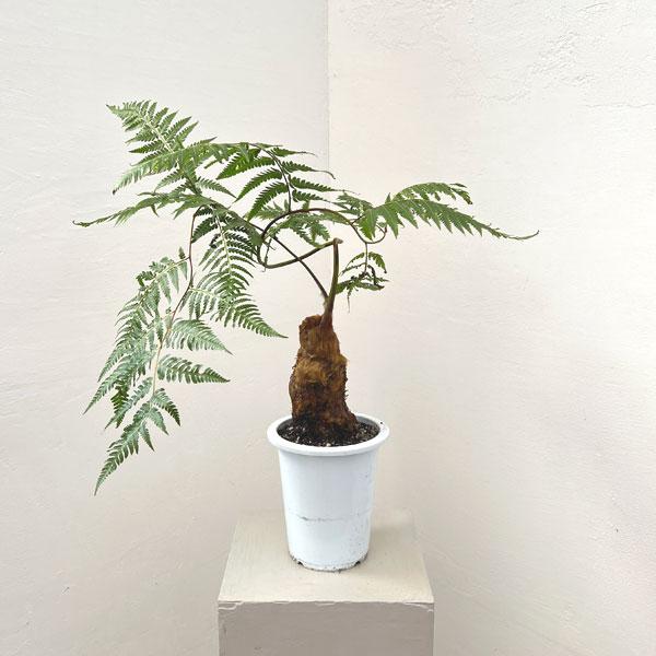 タカワラビ：キンモウコウ　セレクト　5号鉢植え