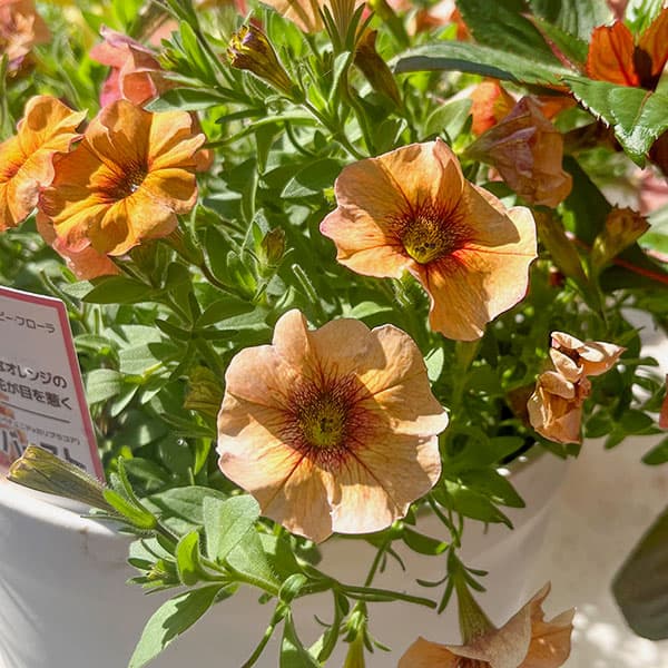 ペトコア（ペチュニアとカリブラコアの交配種）：カリバースト ネクタリン3.5号ポット