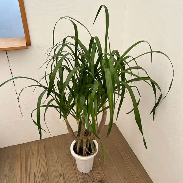 ドラセナ：パラオ　7号鉢植え26-01
