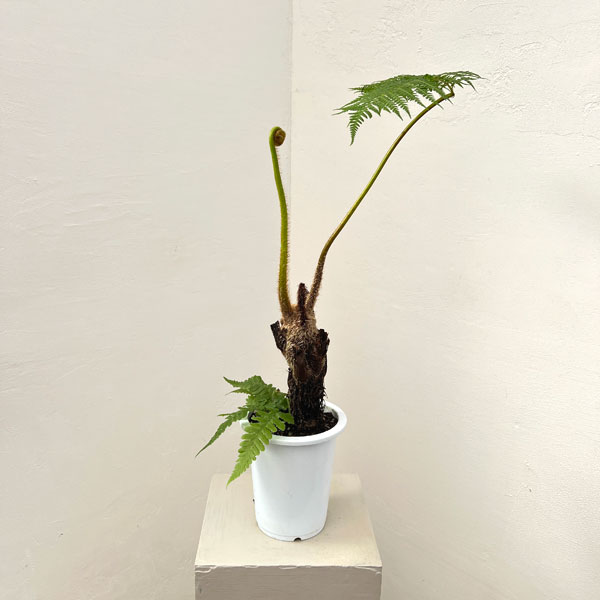 ヘゴ　6号鉢植え26-01