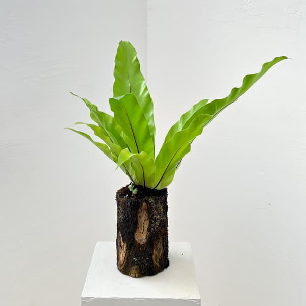 アスプレニウム：オオタニワタリ　ヘゴ鉢仕立て　6号