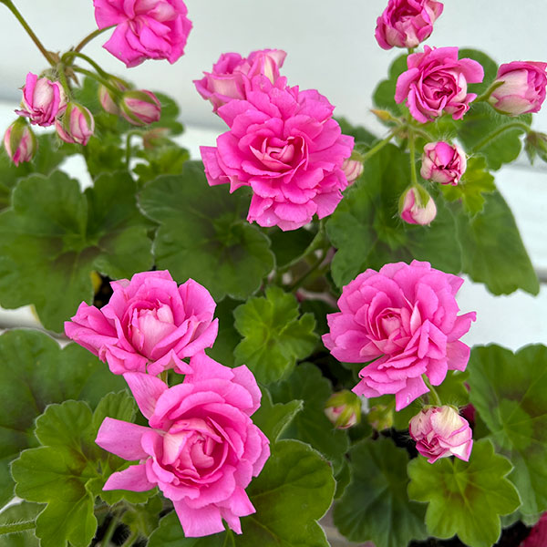 ゼラニウム（バラ咲き）：ドラゴンクイーン3.5号ポット