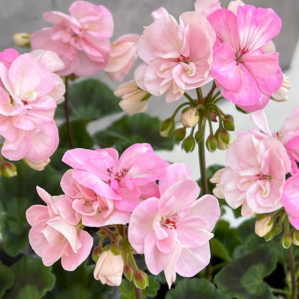 ゼラニウム：二度ざくら（変わり咲き八重）3.5号ポット