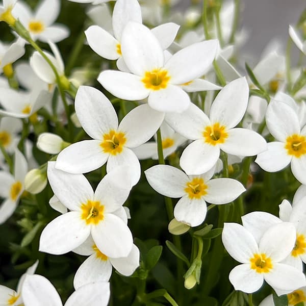 ヒナソウ(雛草・ときわなずな）：ホワイト3号ポット